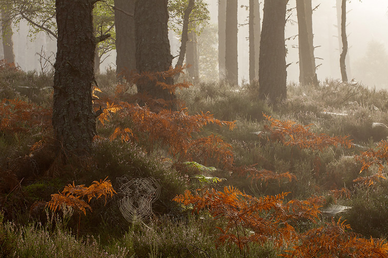 Scots pine (Pinus sylvestris) woodland and Bracken in autumn, Abernethy Forest, Scotland